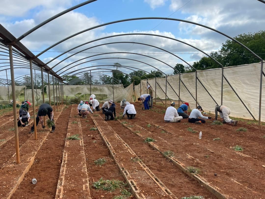 Brigadistas realizan trabajo productivo y voluntario en esta primera jornada llena de entusiasmo y solidaridad. #CubaNoEstáSola #PorCubaJuntosCreamos