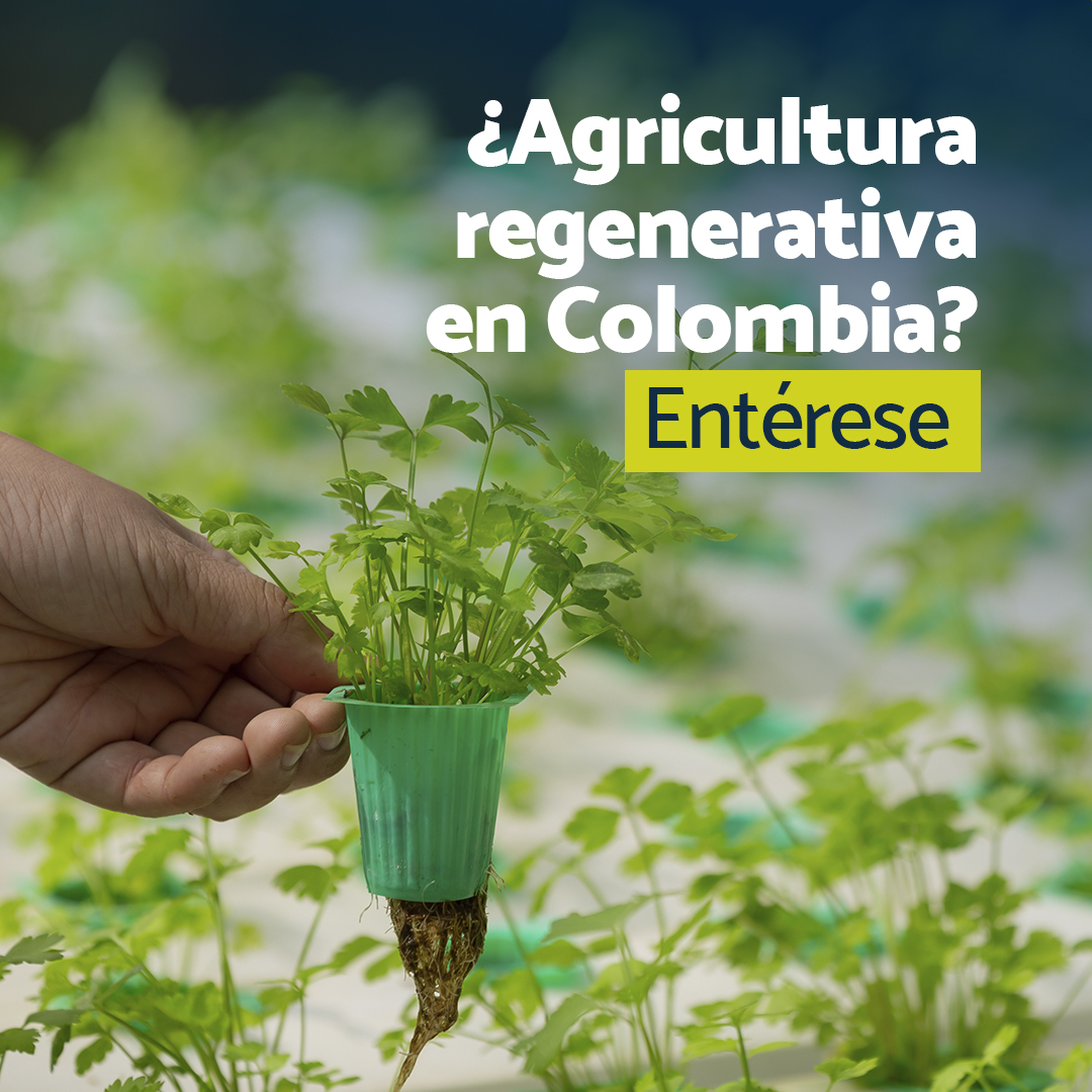 La #AgriculturaRegenerativa es una alternativa contra el impacto del cambio climático y los desafíos para cuidar el medio ambiente. En Colombia, con los #SistemasDeInformaciónGeográfica buscan maximizar el uso de la tierra e identificar problemas para tomar decisiones oportunas.