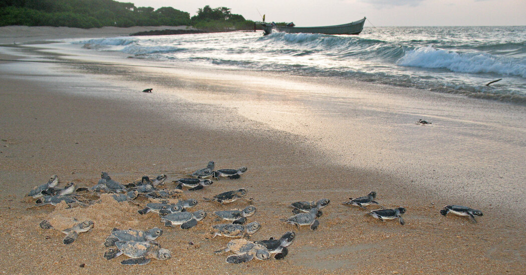 A Major Sea Turtle Nesting Site, on Bijagos Islands, Is Worlds Away From Crowds bit.ly/3w4irg2