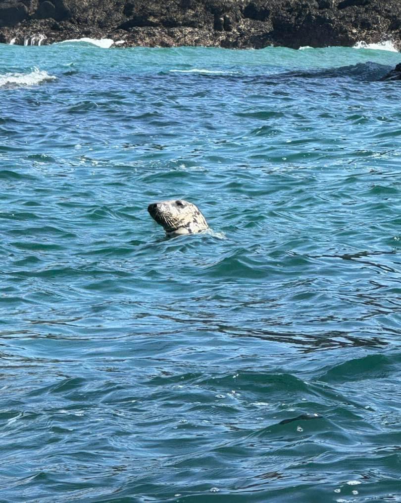 Koru Kayaking tweet media