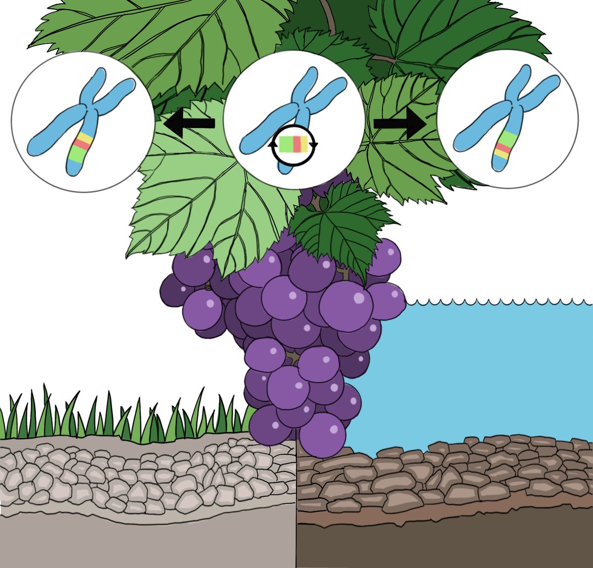 Examining population #genetics in woolly #grape, Zhang et al. show the importance of #structural variations in local #adaptation. They also ID genes related to salt stress and #climate #adaptation-important for #crop #breeding. doi.org/10.1111/jipb.1… @wileyplantsci #PlantSci