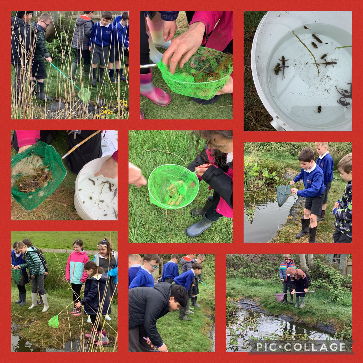 Year 4 had an action packed morning in the outdoor classroom! They enjoyed pond dipping with Ms Davies and found many creatures!! They looked at a variety of animal tracks and tried to guess which animals belonged to them! <a href="/LlanFachOL/">Llanishen Fach</a> <a href="/LlanFachPrm/">Llanishen Fach</a>