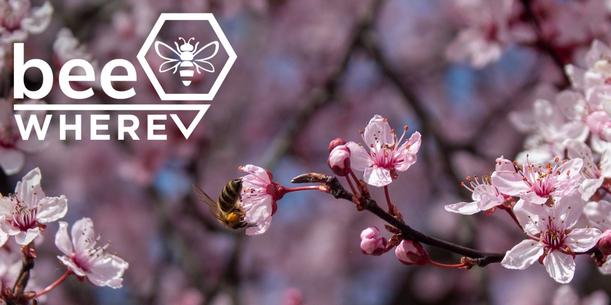 BeeWhereCA is a collaborative effort between industry and state regulators, helping protect the hives and health of California bees. Learn more about how BeeWhereCA protects our pollinators! beewherecalifornia.com