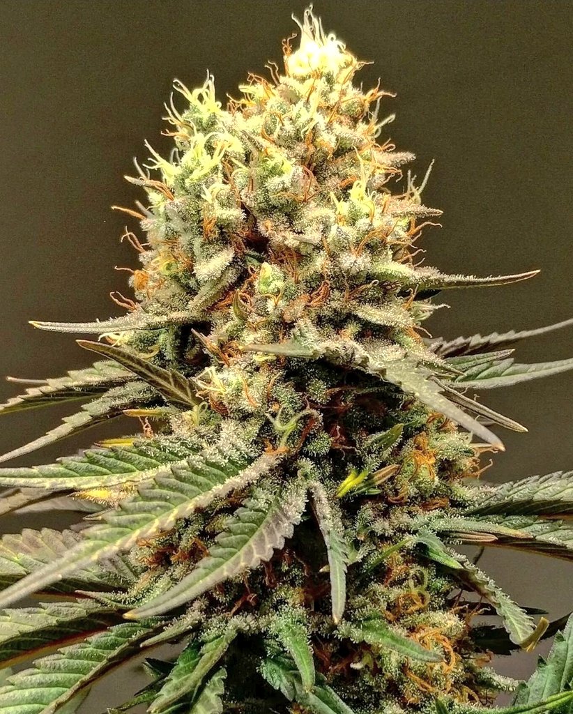 GELATO-K by #Kannabia 🌱 @KannabiaSeeds @Kannabia_Samen @Kannabia_US
📷 Credits: (IG) @laboratorio420f Thanks, dear #kannabist !🍧🥳🎉🧡💚

ℹ️ #GelatoK #seeds ➡️ kannabia.com/en/feminized-c…

Fem ♀️
Gelato x Bubba Kush
Sativa dominant
🏆🥇 1st Prize 'Best Strain' Copa del Mar 2022 🇦🇷