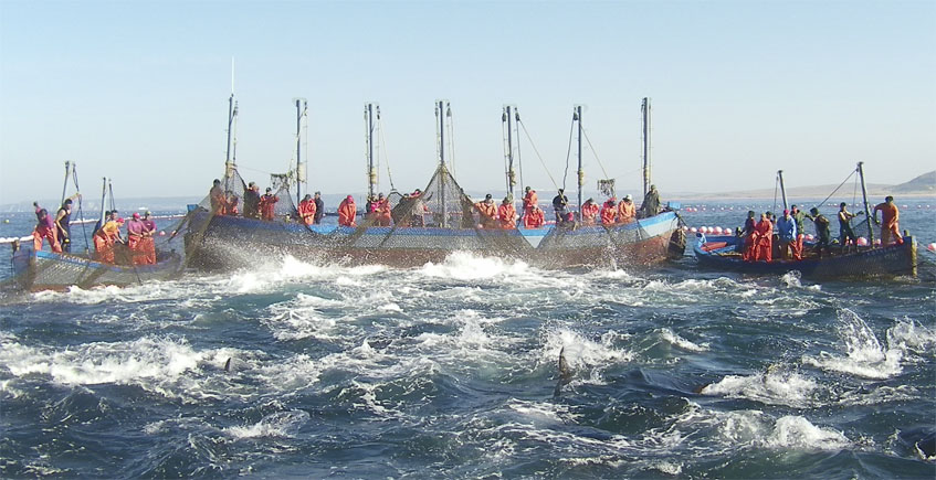 Acaba de empezar la temporada de la pesca en almadraba en el litoral de Cádiz.
Uno de los mayores espectáculos de la naturaleza que se practica desde la época fenicia.