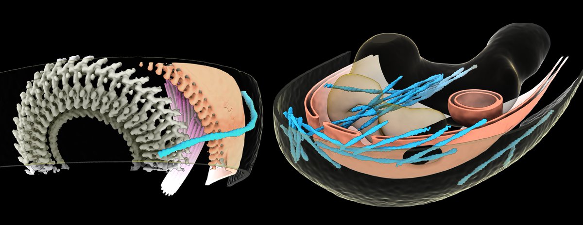 In our new #cryoFIB #cryoET preprint we imaged actin filaments in very fast moving Plasmodium falciparum sporozoites. We shed some light on the mechanism of gliding motility and find unexpectedly long and large actin bundles in the cytoplasm and nucleus! biorxiv.org/cgi/content/sh…