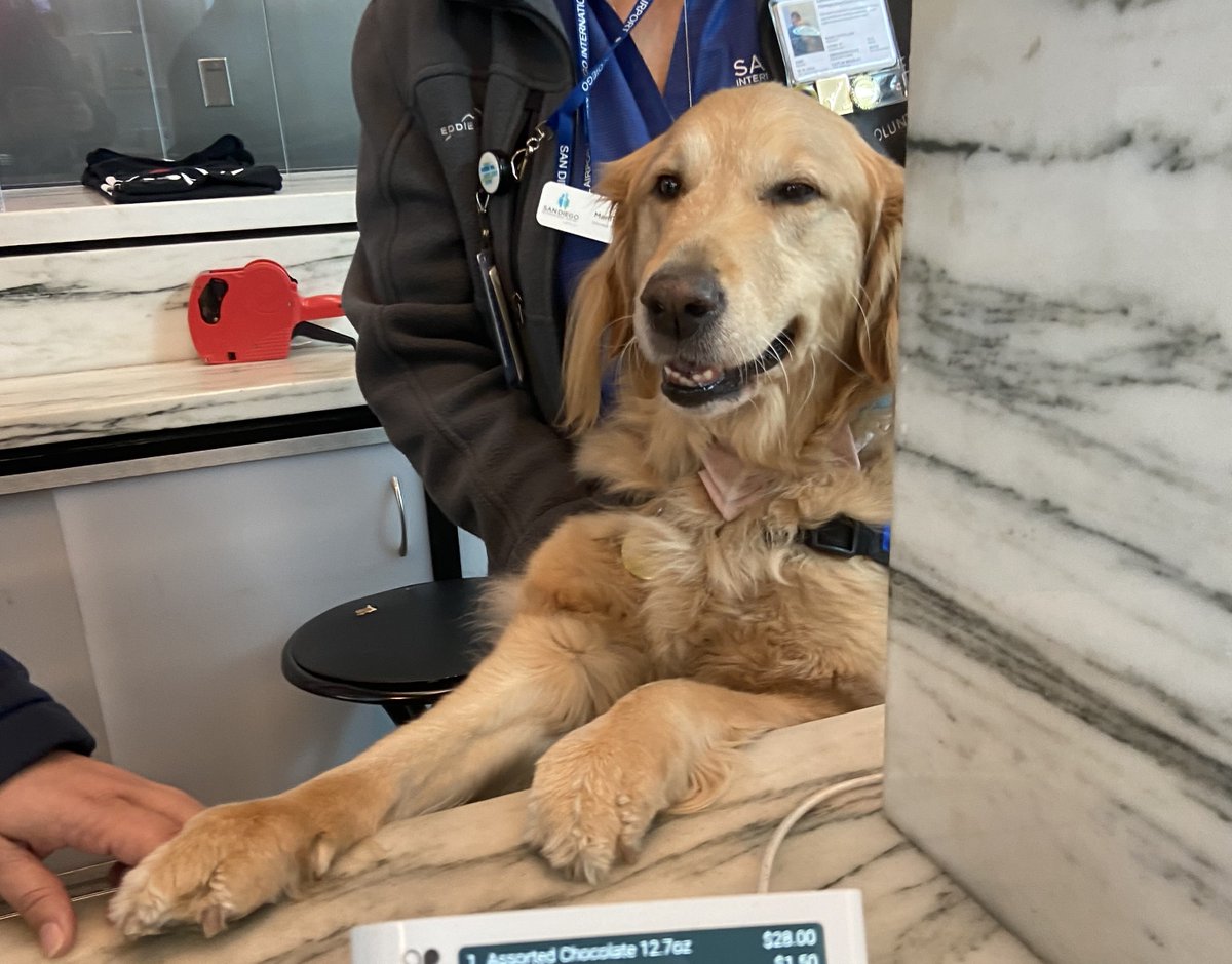 Ever have a nightmarish experience at an airport? Ivory is ready to help you if you're at @SanDiegoAirport! Ivory is a member of the “Ready, Pet, Go!” airport therapy dog program! If you see this cutie in the terminals, be sure to stop and say hello! #Travel #TravelTuesday #love