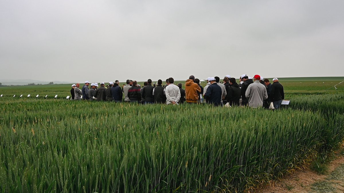 [LES EXPÉRIMENTALES 24]🌱<a href="/110Bourgogne/">110 Bourgogne</a>  <a href="/ynovae/">Ynovae</a> 

📅 Rendez-vous MERCREDI 29 MAI à Chassy (89110) dès 8h30 !

Au programme de la matinée technique :

◾ Variétés de blé
◾ Fertilisation du blé
◾ Protection de l'orge
◾ Variétés de colza et lutte herbicide
◾ Fertilité du sol
