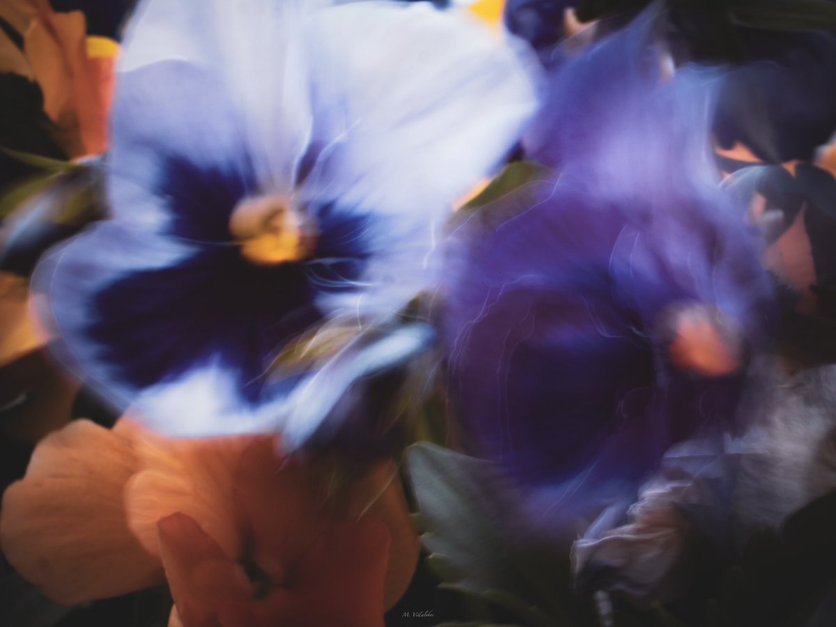 Good Morning Xers! #motion #PhotographyIsArt Come little closer to these breezy petals! Stirring of Pansies