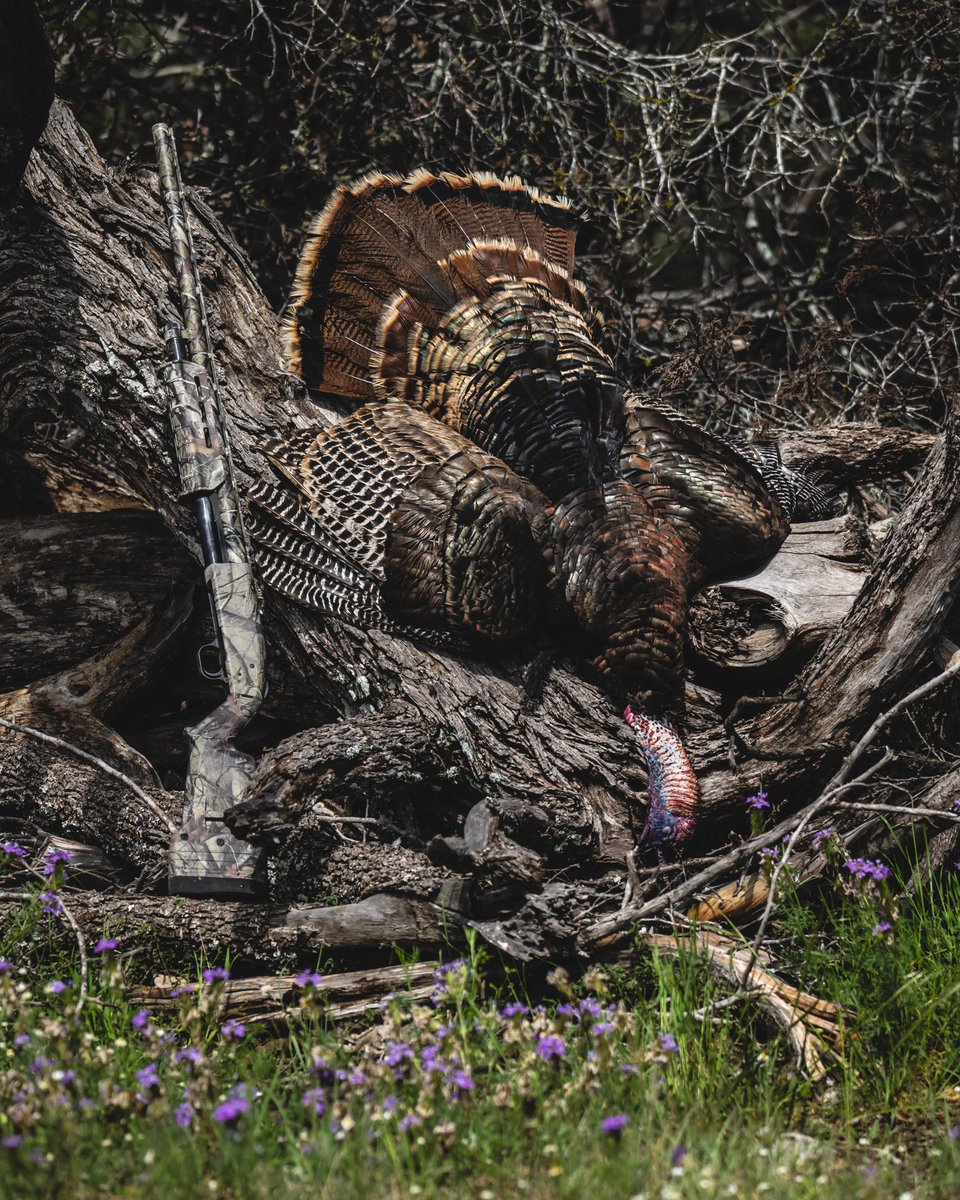 Spring Turkey in Texas 🦃