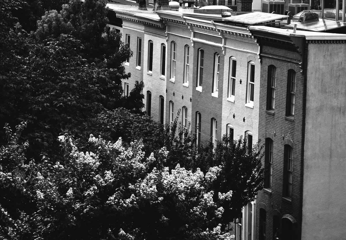 IN SEASON
Baltimore, MD (2018)
copyright © Peter Welch

#nftcollectors #NFTartwork #peterwelchphoto #thejourneypwp #blackandwhitephotography #photography #blackandwhite #Baltimore #Maryland #bloom #spring #brownstones #FederalHill #trees #urban #city #MD #peaceful #afternoon