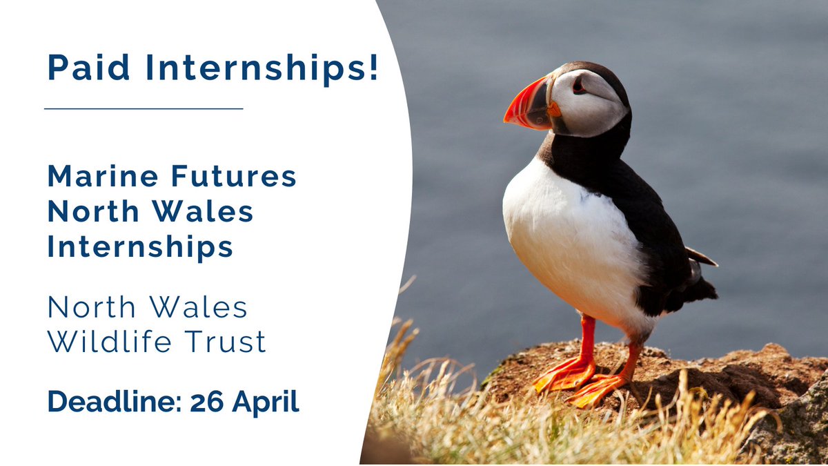 Looking to kick off your career in the #marine scene? 🐋 @North_Wales_WT are searching for two interns who are keen to develop on-the-job skills in specialist areas such as sustainable #fisheries, marine #policy, and community engagement. Apply 👉 loom.ly/5wX0bTg