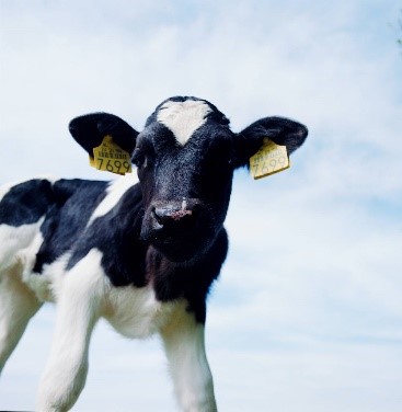 Youngstock are at risk of coccidiosis at this time of year once any passive immunity from colostrum starts to wear off. Farmers are encouraged to protect their growing spring-born calves against this parasite-born disease.
Speak to your vet about protecting your youngstock.