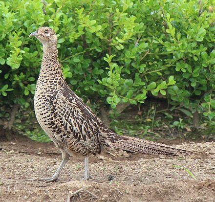 Today's #AnAnimalADay is the Japanese Green Pheasant! This beautiful bird is Japan's national bird/animal and is native to the country. Only the male has those striking green colors. But the female is why it is Japan's national bird. It walks with its chicks, symbolizing harmony.