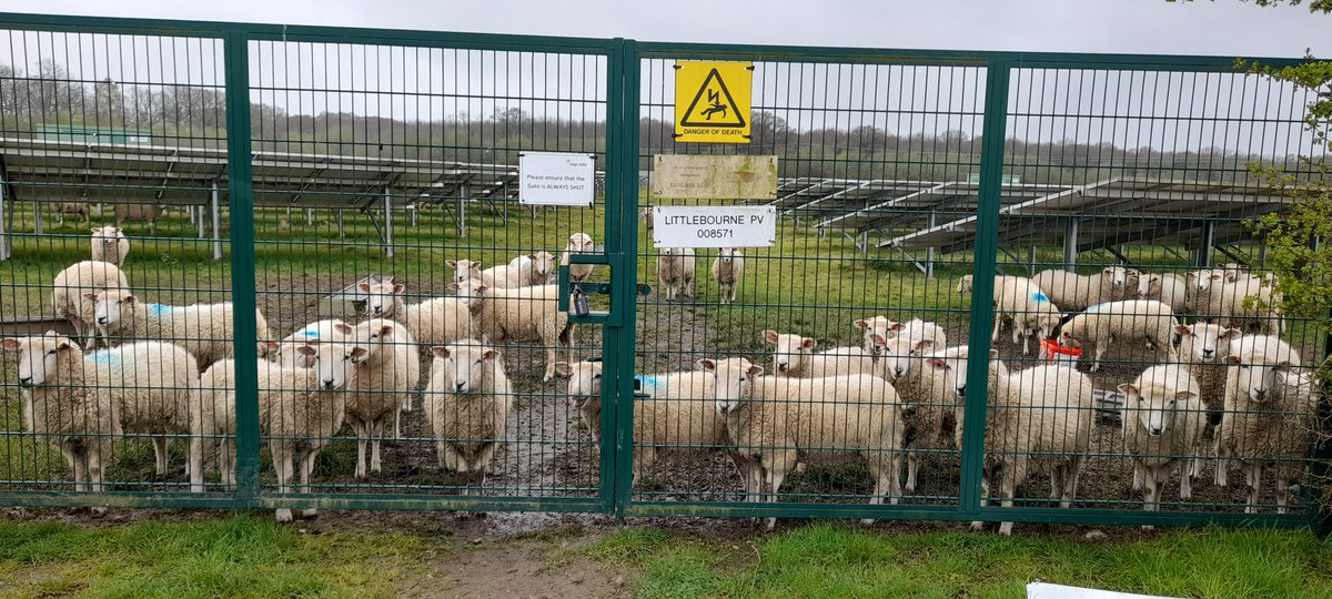 🐑 Barry May was carrying out routine inspections of a site located at Littlebourne, Canterbury when his path to the site was baa'd. 🌱 Barry said: “This was my scene upon arrival, the sheep are there to keep the grass down and seemed eager to greet me. I have made this entrance…