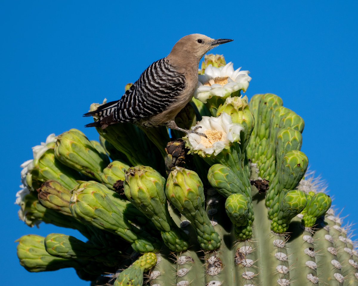 Good Morning ☀️🌵 Gila Woodpecker on Saguaro Blossom