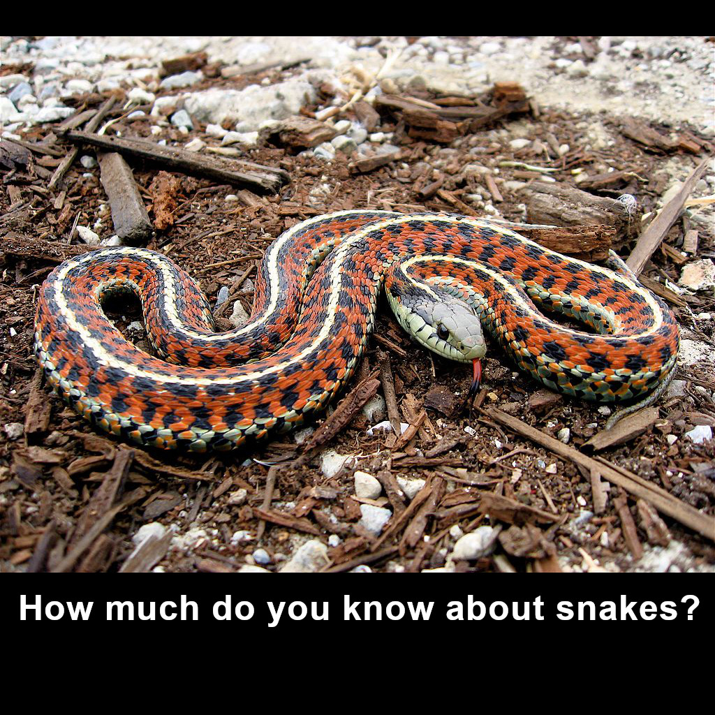 How much do you know about snakes? Find out with this fun little 10-question quiz at FreeSpeedReads.com/snake-quiz (#snake, #snakes, #reptile, #amphibian, #herpetology, #zoology, #biology, #animals, #pets, #petSnake, #boaConstrictor, #python, #garterSnake)