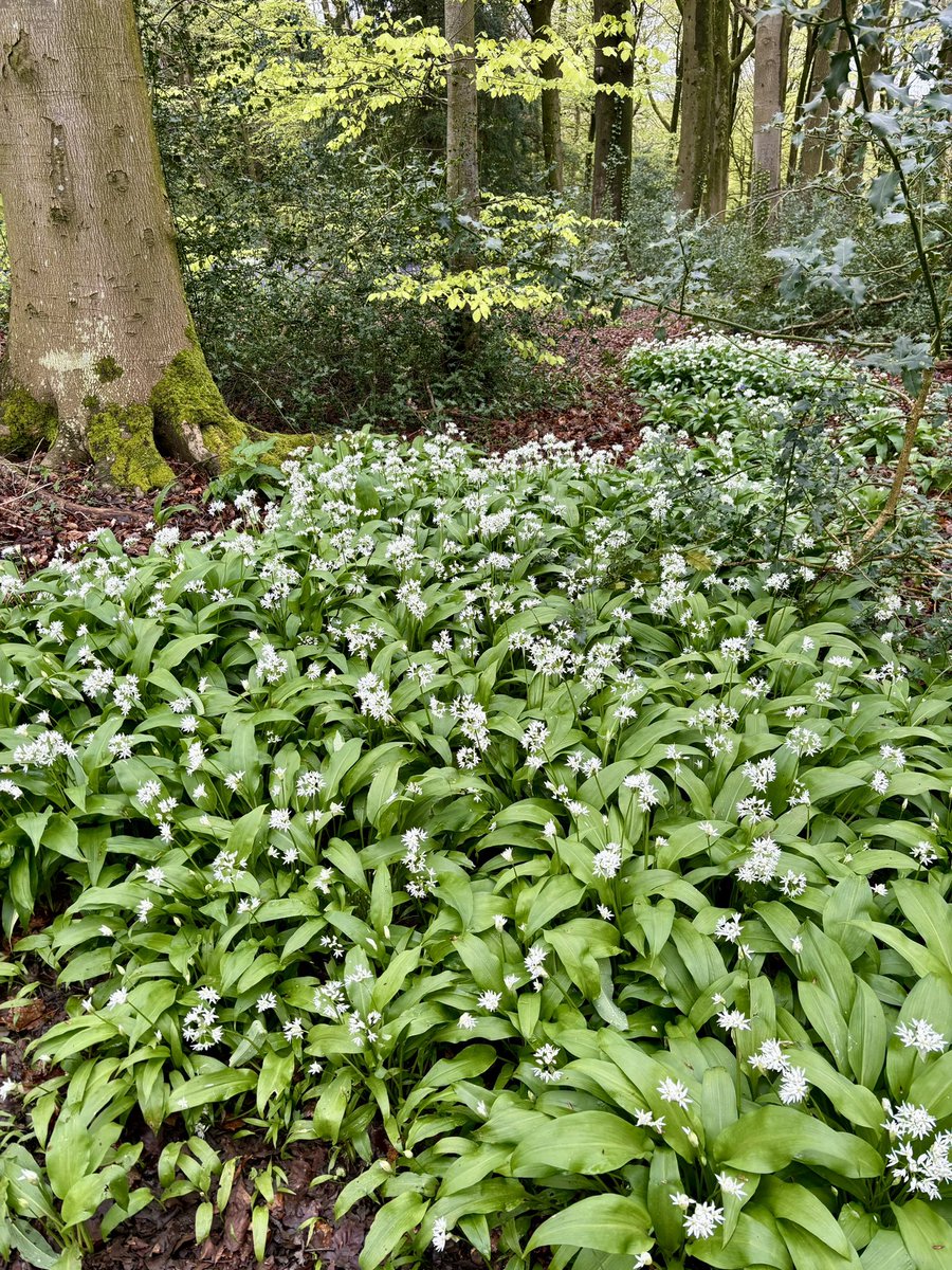 #ashthecollie #todayswalk #sculpturetrail #woodlandwalk #bluebells #wildgarlic if only you could capture the smell in a photo