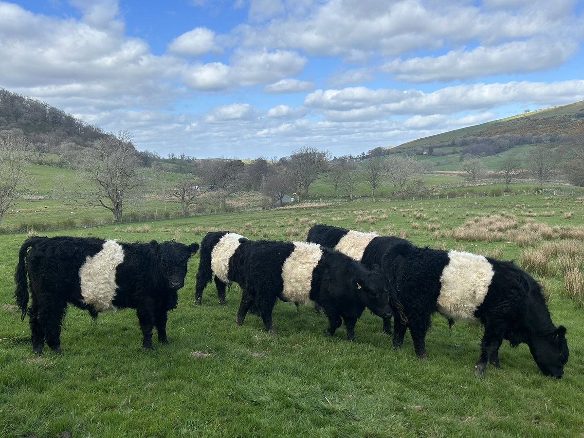 Field full of little smart bulls to sell