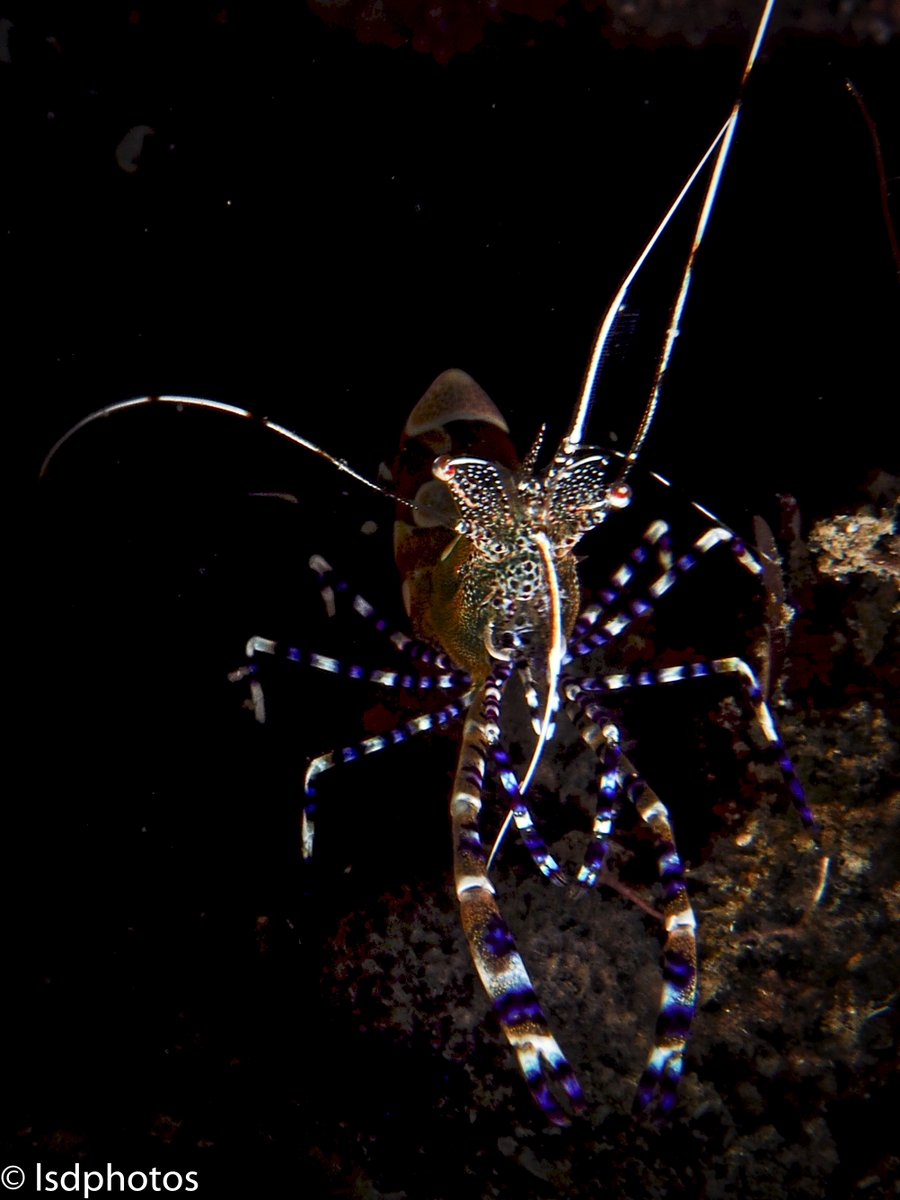 Featured Photos: Harlequin Cleaner Shrimp

#scuba #scubadiving #underwaterphotography #saintlucia #stlucia #divesaintlucia #marinelife #ocean #islandlife #PADI #photography #shrimp #cleanershrimp #harlequin