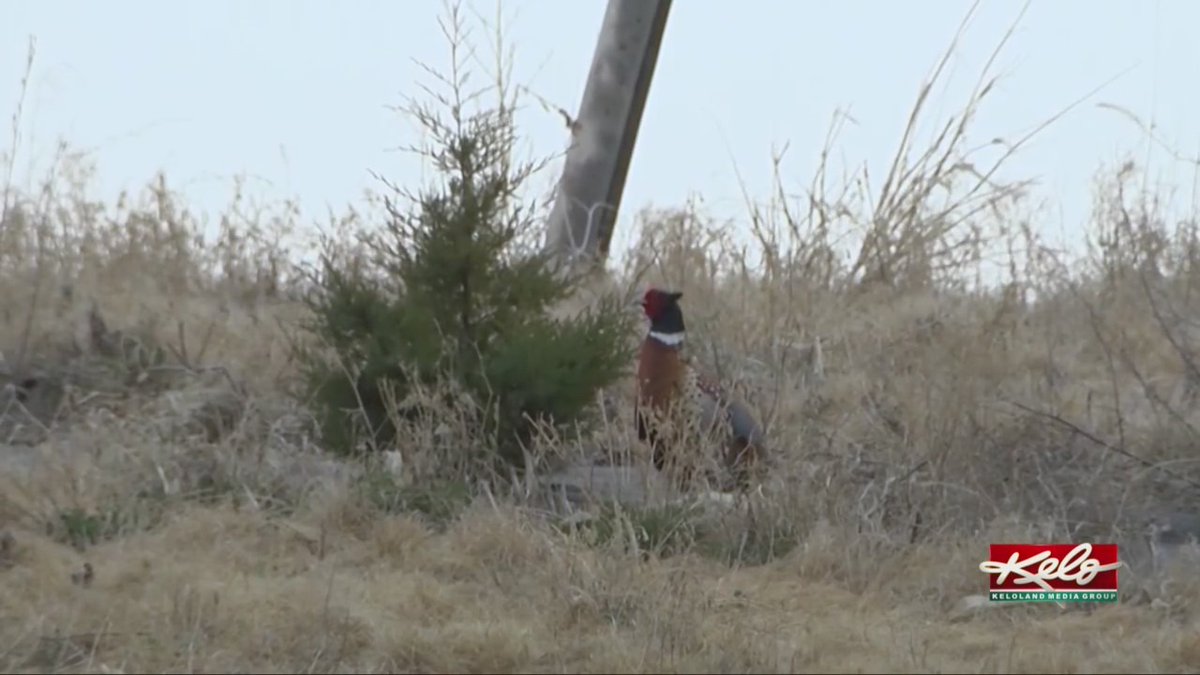 KELOLAND News tweet media