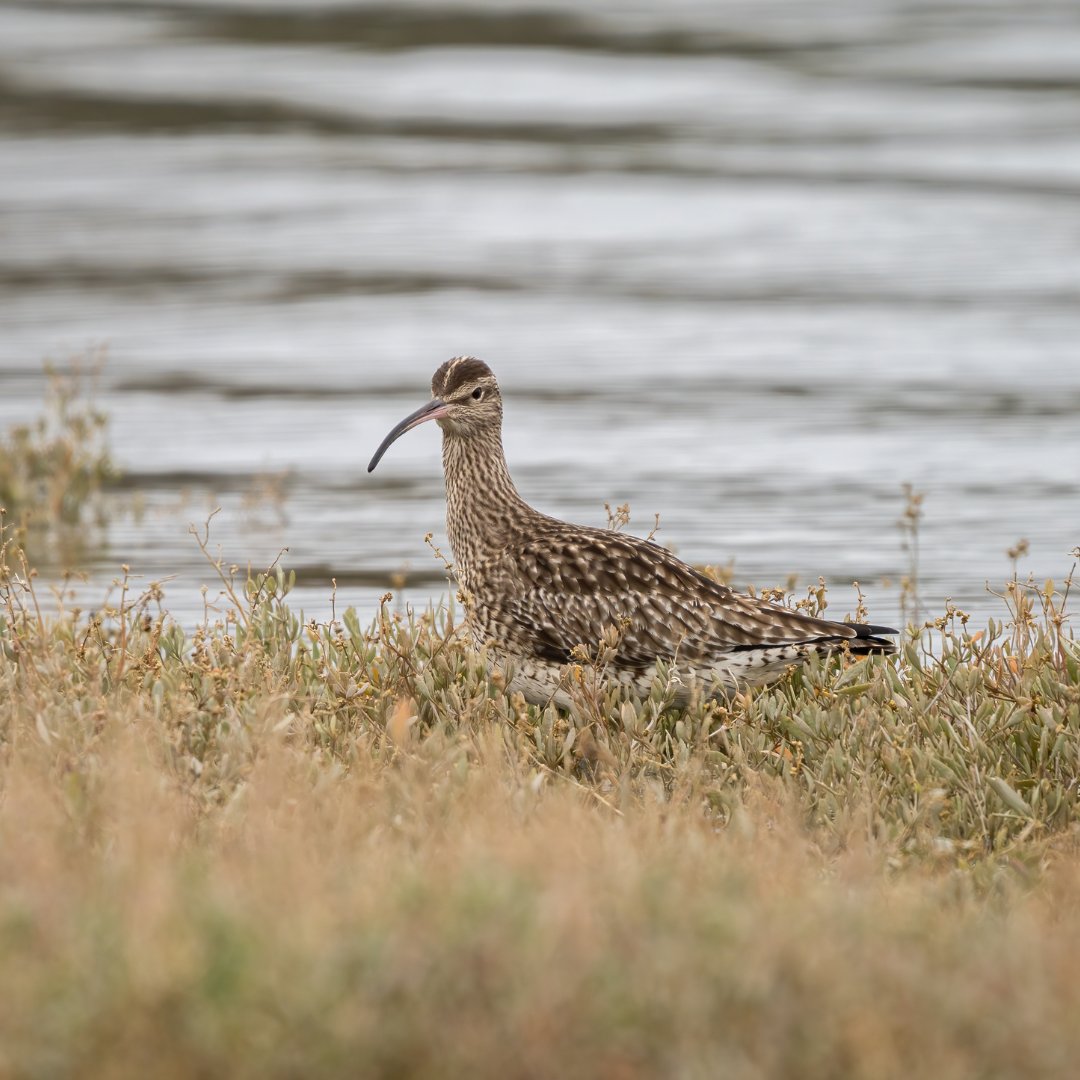 Ranger Richie spotted several whimbrels at Lymington Keyhaven Nature Reserve, like these pictured. Whimbrels pass through on the way to breeding grounds further north. They're very similar to curlews, though their dark crowns and eye-stripes are a good species indicator.