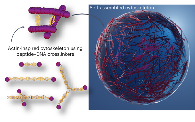 Designer peptide–DNA cytoskeletons regulate the function of synthetic cells dlvr.it/T5vT3x nanotechnology