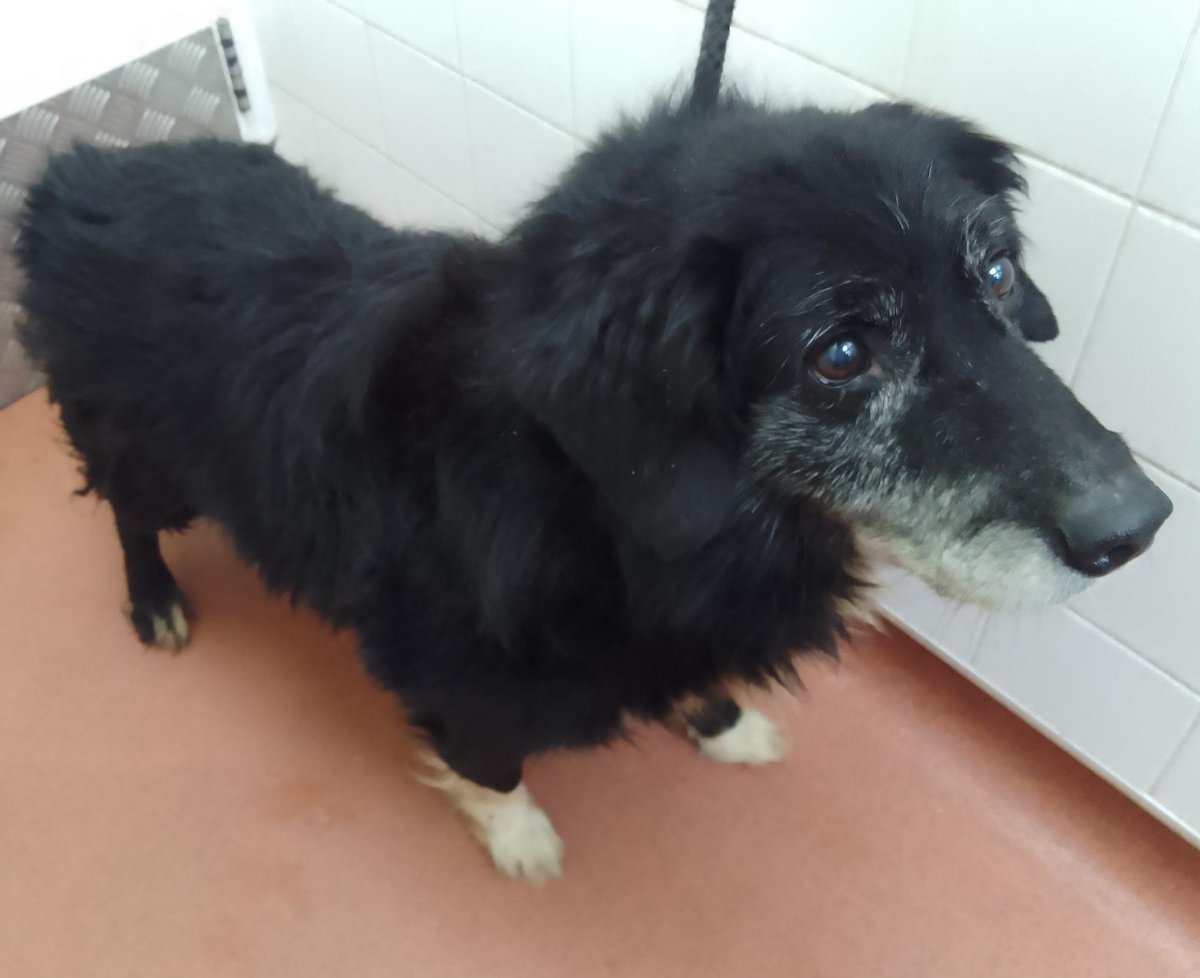 Urgent, please retweet to help FIND THE OWNER OR A RESCUE SPACE FOR THIS STRAY DOG FOUND #HAYES #HILLINGDON #LONDON #UK ELDERLY MALE COLLIE, CHIP NOT REGISTERED, found April 18. He could be missing or stolen from another region, please share widely✅ Proof of ownership…