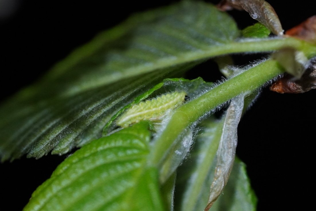 Around a year ago, I recorded the first ever White-letter Hairstreak in Exmouth. Last night, during a UV torch survey, I found another new location 2 miles away! This new and exciting survey technique is so powerful and very accessible! @europebutterfly  @savebutterflies