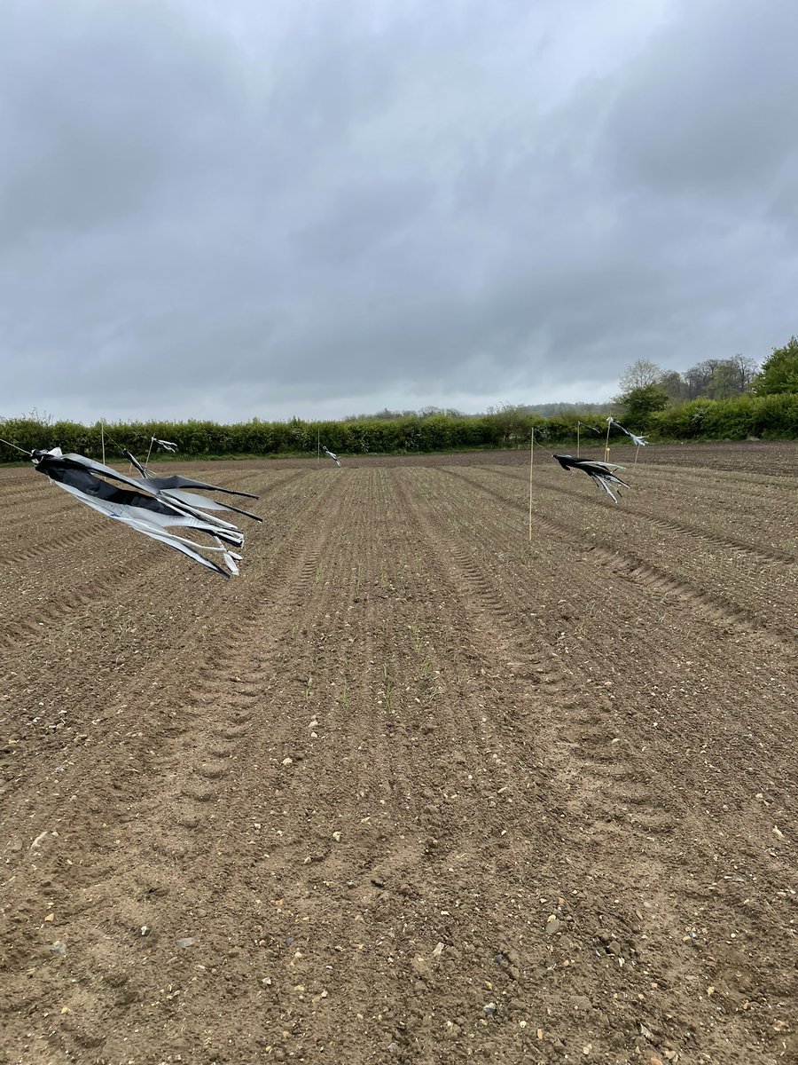 Scenes from sampling day at <a href="/niabgroup/">Niab</a> 💪🏻 huge shoutout to <a href="/iantsang_wheat/">iantsang779</a> for the support!