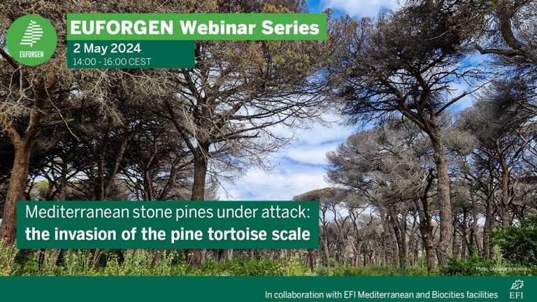 The invasion of the pine tortoise scale is seriously damaging the health of stone pines & #Mediterranean forests ⚠️🪲🌲 On 2 May this @EUFORGEN webinar will explore challenges & opportunities for #genetics research in addressing this! Find out more 🔎 ➡️ medforest.net/2024/04/09/euf…