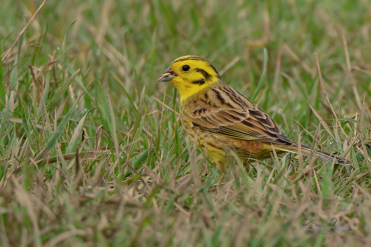 The stunning Yellowhammer, photographed on the Gower a few weeks ago. Amazing birds ! Cheers to @davidlewis642 for finding the right spot !! @WTSWW @WTSWW_Swansea @GOWEROS1 @WildlifeMag @BBCSpringwatch @_BTO #yellowhammer #WildlifeConservation #gowerbirds #songbird