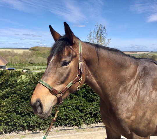 Blue Brasil X Katarrhini 🤩 Check out this beautiful young mare who is being offered for sale as a serious broodmare prospect. A wonderful pedigree and physique, this mare ticks all the boxes! racehorsetrader.com/listing/blue-b… #racehorse #horseracing #broodmare