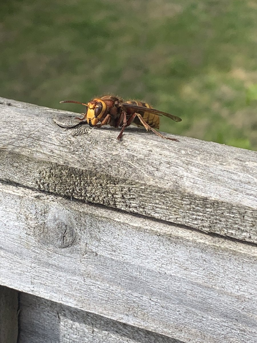 @britishbee Not very good photos but this big bugger just landed on my fence? Is this an Asian Hornet or just a big wasp?