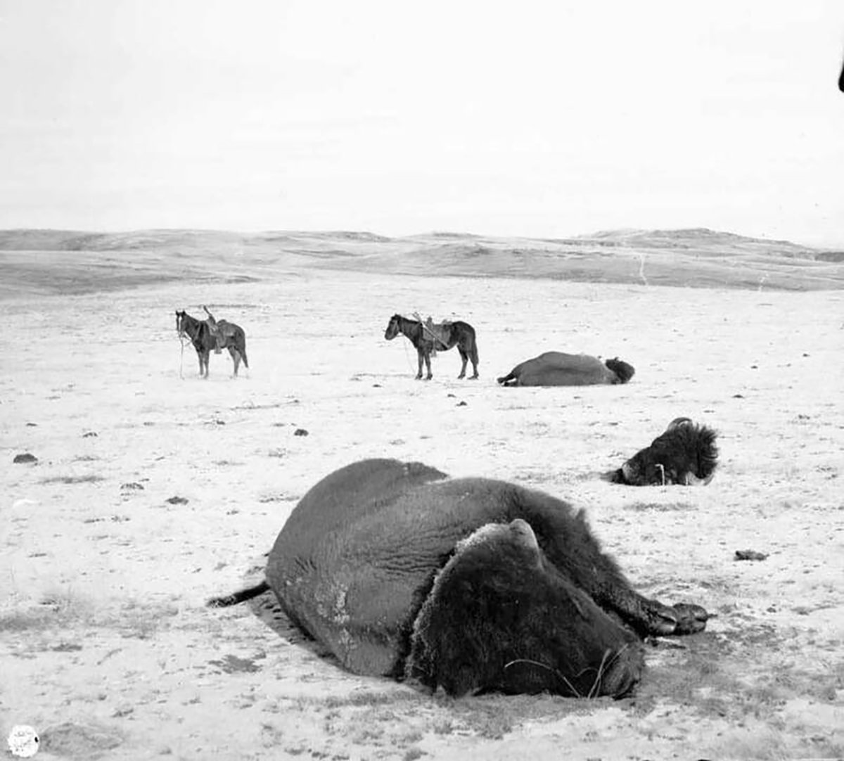 TracesofTexas's tweet photo. The Texas Quote of the Day shows that Texas was not a good place for horse thieves back in the day:

"When the fleshy side of the green [buffalo] hide is exposed to the sun, the skin becomes as hard as iron. Four years ago a party of Texas cowboys caught a horse thief on the border of the Indian territory. As there was no tree handy on which to hang him, they sewed him up in a green buffalo hide and left it on the plains, under the burning sun. A year afterward the hide was found. The skeleton rattled within it as two dried peas in a pod. It was cut open within seconds, and the remains of the unfortunate fellow were identified by the clothes."

----- account of the death of a horse thief on the Texas plains that appeared on Nov. 23, 1878, in the Cincinnati Enquirer. I can think of a lot of terrible ways to die, but being sewn into a buffalo hide and left to dehydrate on the Texas plains is one of the more unpleasant ones.  Eeesh!