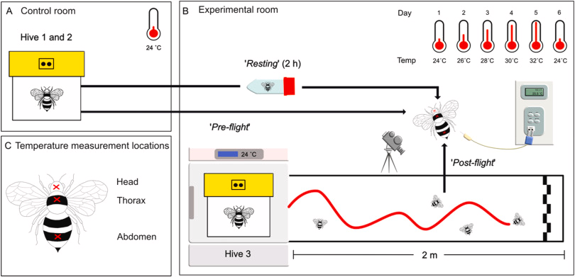 J_Therm_Biol's tweet image. Sepúlveda-Rodríguez, Roberts, Araújo, Lehmann, and Baird doi.org/10.1016/j.jthe…

Bumblebee thermoregulation at increasing temperatures is affected by behavioral state.

@guasepulvedar, @araujobees  
@INSECTLab_SU, @Stockholm_Uni