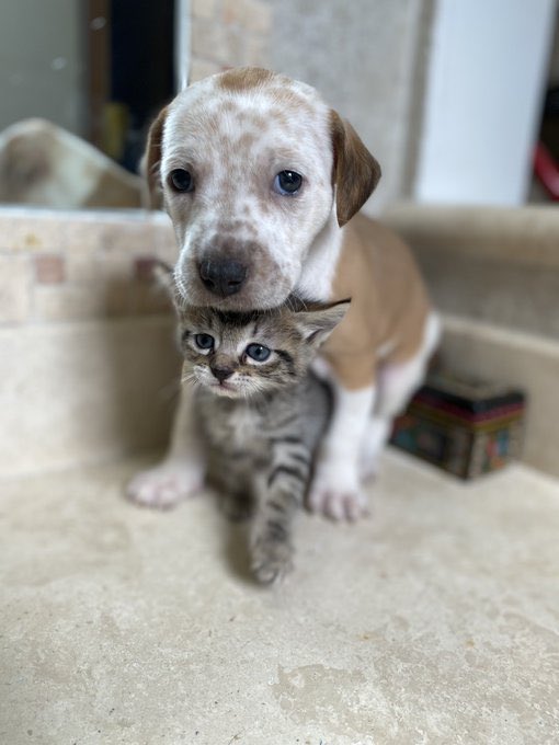 Alina_Gag's tweet photo. Si adoptaron en Rescatalandia o tienen finales felices que les gustaría que aparezcan en la sección y me quieren postear sus fotos ⬇️ se los voy a agradecer mucho porque ya ando buscando en el baúl de los recuerdos para seguir publicando 😂🩷 https://t.co/ywsXbXnuUP
