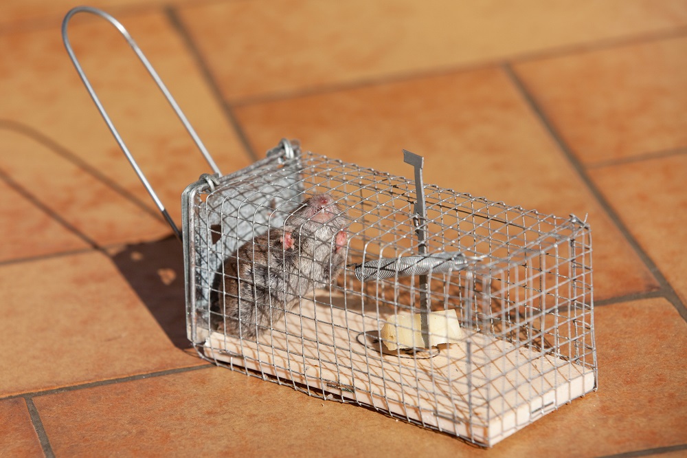 FloridaControl's tweet photo. Our team of professional animal trappers is experienced in confining and relocating unwanted creatures so they can be safely moved away from your property. Give us a call today! #AnimalTrappers https://t.co/v0pyAhp3fF https://t.co/aHqe8CvfFx