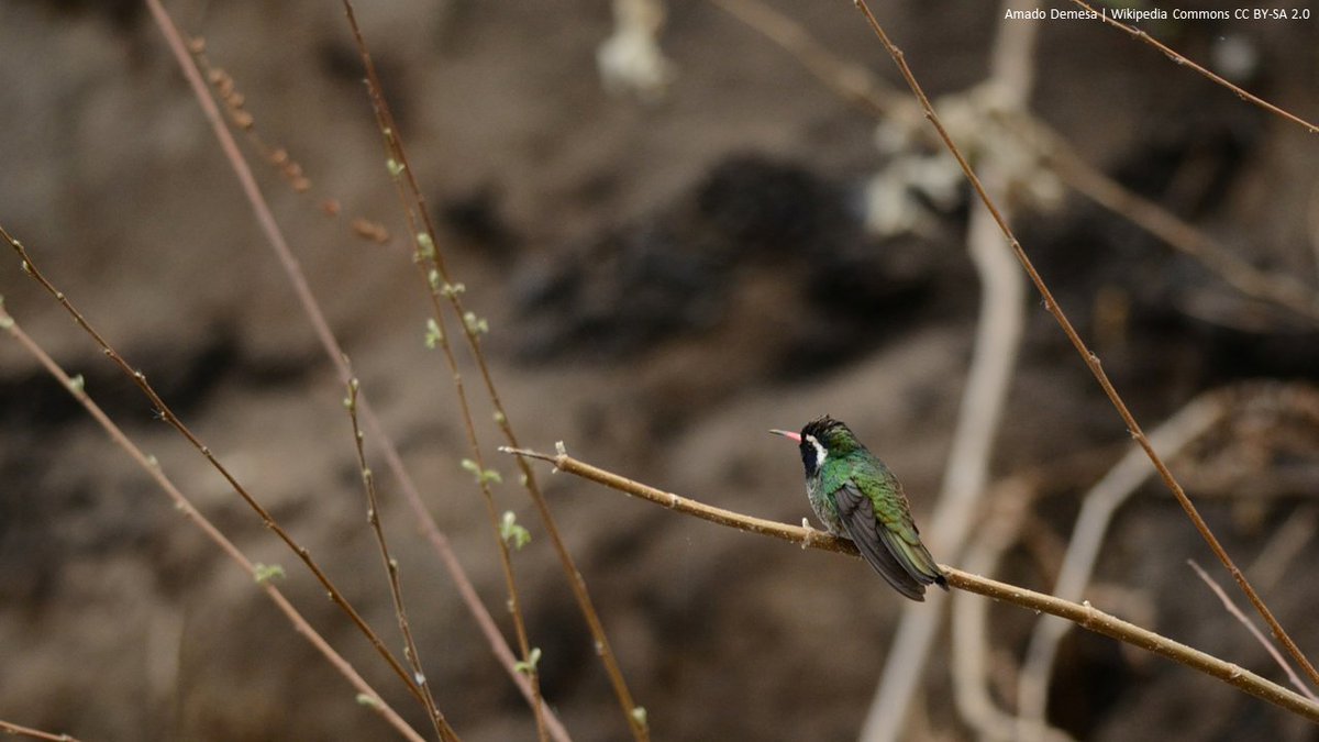 Urban noise effects on foraging activity of a hummingbird community | The Wilson Journal of Ornithology | doi.org/10.1676/23-000… | #ornithology