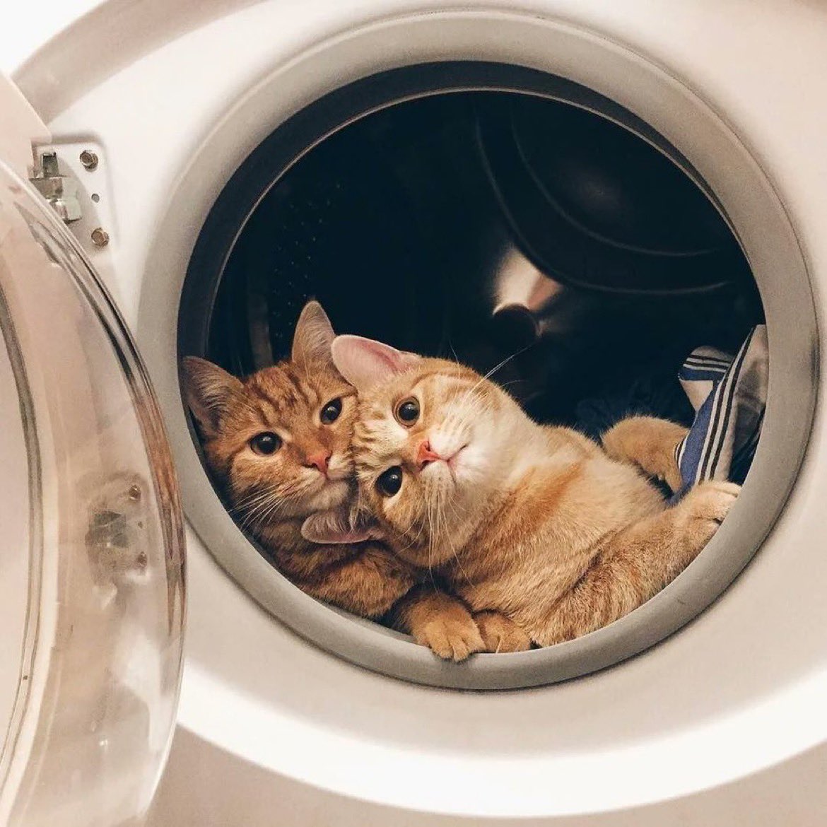 This is what cat engagement photos would look like