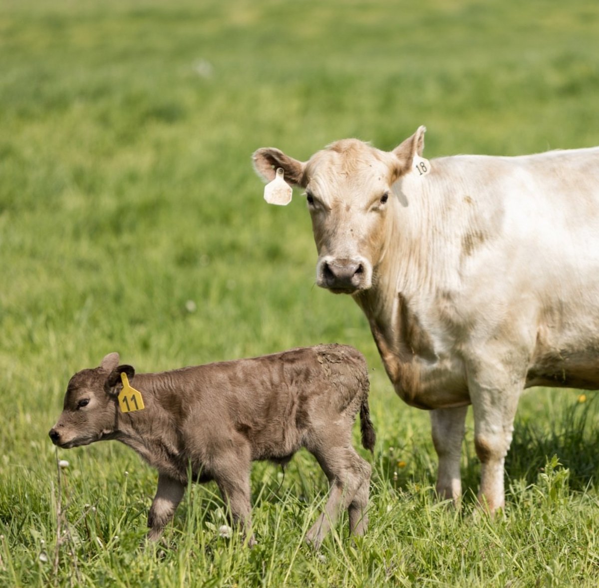 Sourcing your beef from a local farmer is a great idea Here are 3 questions to ask your farmer before purchasing - Are they grass fed AND grass finished? - Do they practice regenerative farming? - Do they use pesticides, herbicides or insecticides?