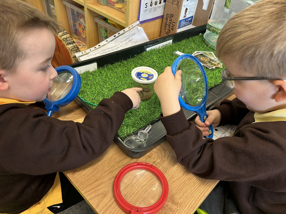 EastfieldPSHull's tweet image. FWK have enjoyed observing our class caterpillars 🐛 we have observed the way they’ve grown and can’t wait to watch them make their cocoons and eventually grow into butterflies 🦋 #epsscience #epsFWK