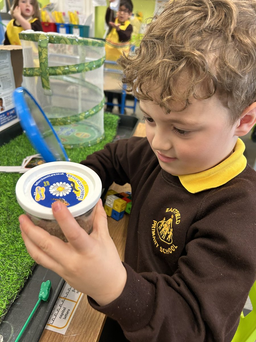EastfieldPSHull's tweet image. FWK have enjoyed observing our class caterpillars 🐛 we have observed the way they’ve grown and can’t wait to watch them make their cocoons and eventually grow into butterflies 🦋 #epsscience #epsFWK