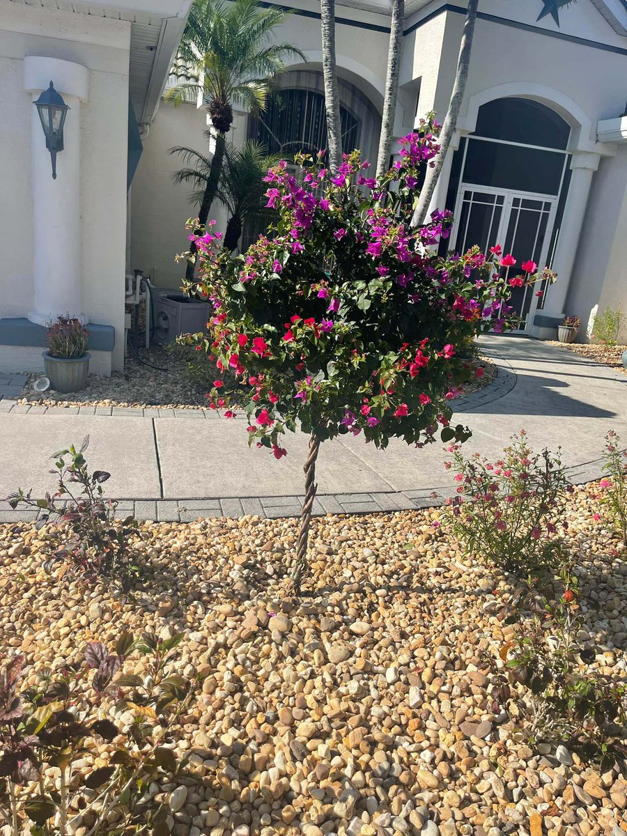 We prioritize open communication and collaboration, tailoring our residential landscaping services to align with your unique preferences and requirements. Check out our website for more information!

#ResidentialLandscaping #PortCharlotteFL
landscaperportcharlotte.com