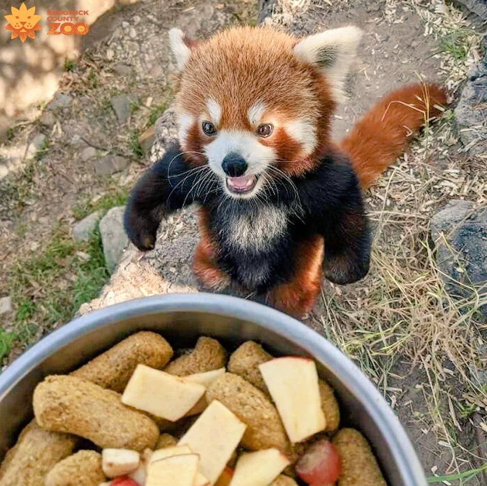 This red panda about to enjoy some snacks