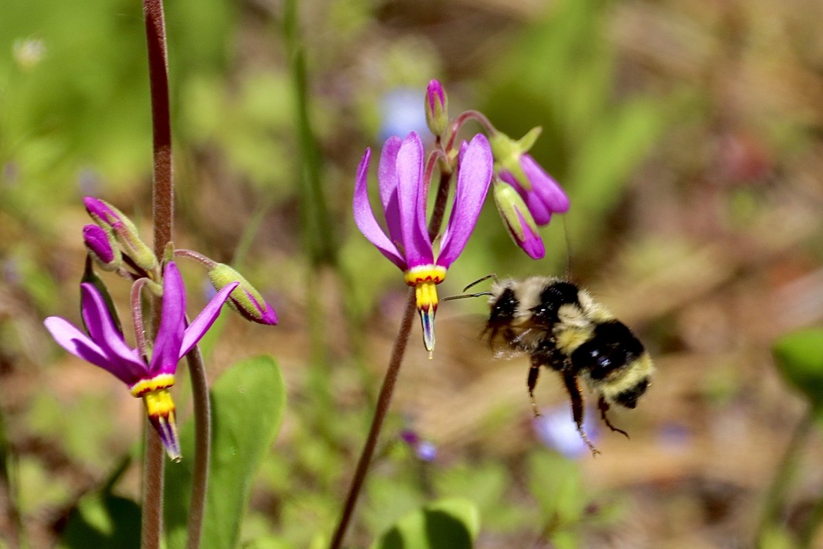 In the #UnitedStates, a Vancouver Bumble #Bee (Bombus vancouverensis) flies by some Shooting Star #flowers (Genus Primula) - it's our #TwoferTuesday Observation of the Day! Seen by davedrum. More details at: inaturalist.org/observations/2…