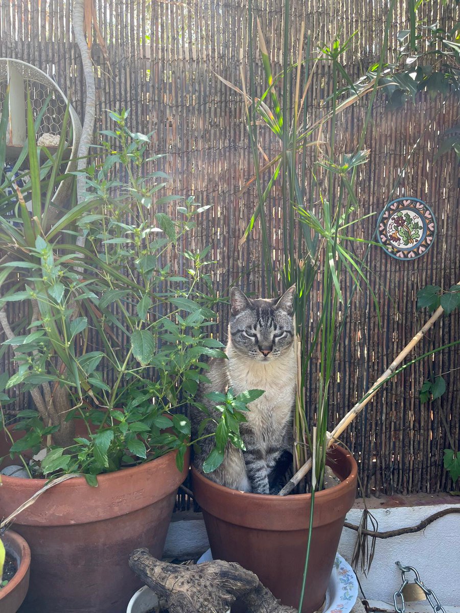 valiente gilipollas se cree una planta