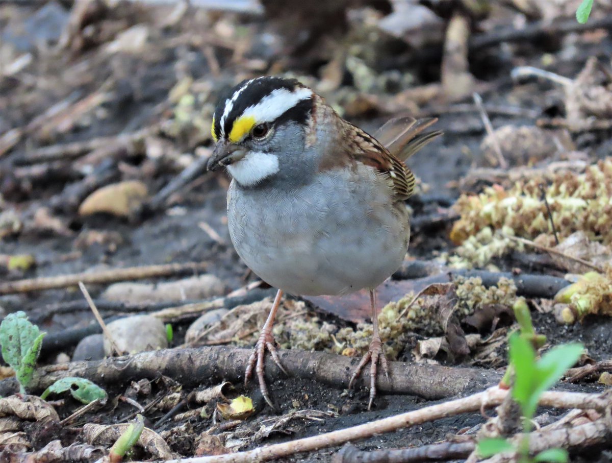 White-throated Sparrow 🤍 #birding #birdwatching #BirdPhotography #BirdsOfTwitter #BirdsSeenIn2024 #BirdTwitter
