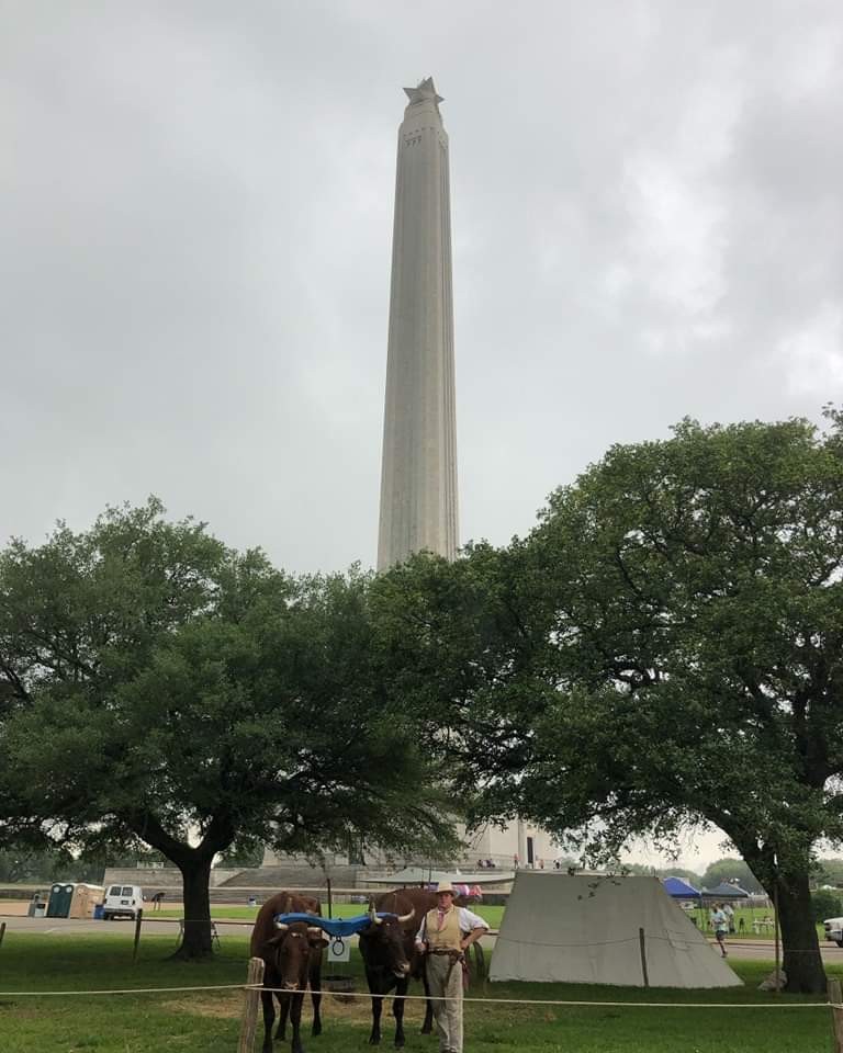BarringtonSHS's tweet photo. Oxen on the Road:
Our team of oxen took a field trip for an outreach program at San Jacinto Battleground State Historic Site !
They helped tell the story of the "Runaway Scrape" that took place in Spring of 1836 -- a time of mud, chaos, & oxen!
#livinghistory #barringtonshs https://t.co/XLM2LhaFEd
