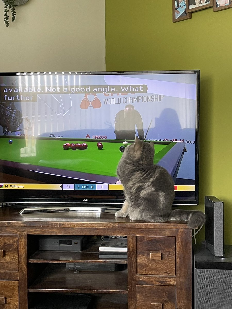 Gayley1979's tweet photo. @markwil147 my cat Melvin is enjoying the match https://t.co/m8Z0IxY8K6